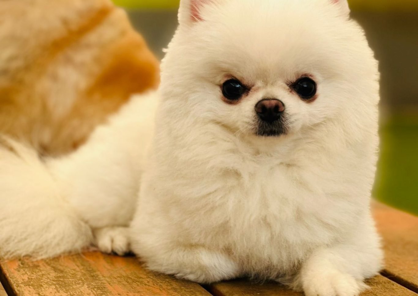 WhatsApp Image 2025-02-06 at 3.53.12 PM