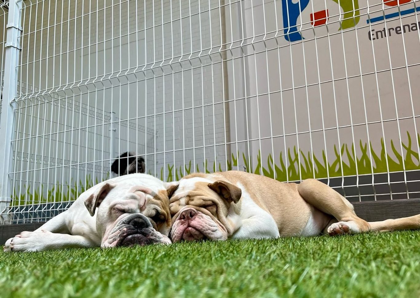 WhatsApp Image 2025-04-15 at 1.23.00 PM